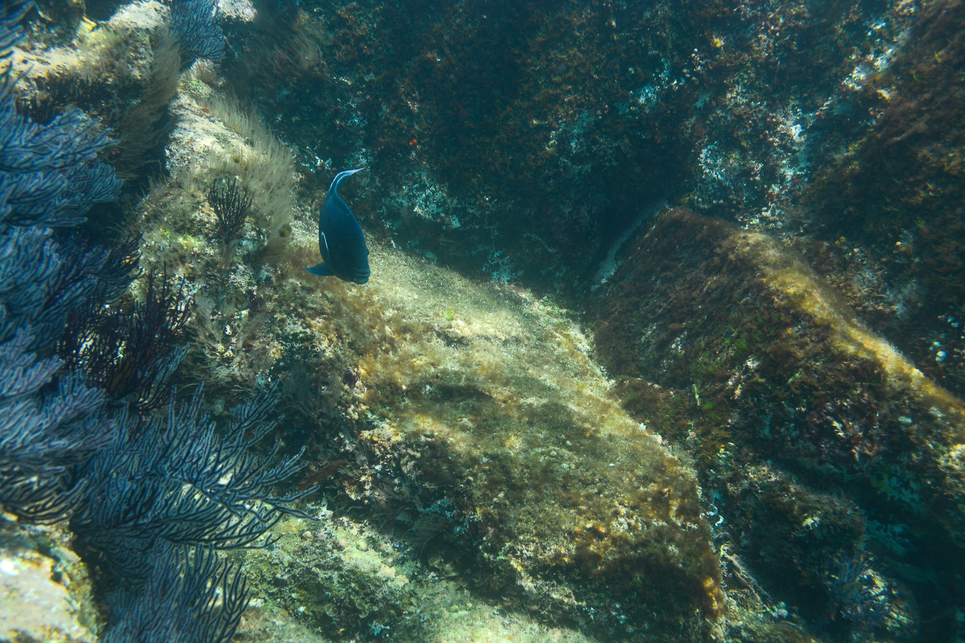 Snorkeling in Los Cabos with Pickup - Accommodations in Cabo San Lucas