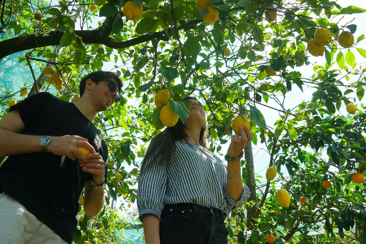 Sorrento: Authentic Lemon Experience at a Local Farmhouse - Photo 13