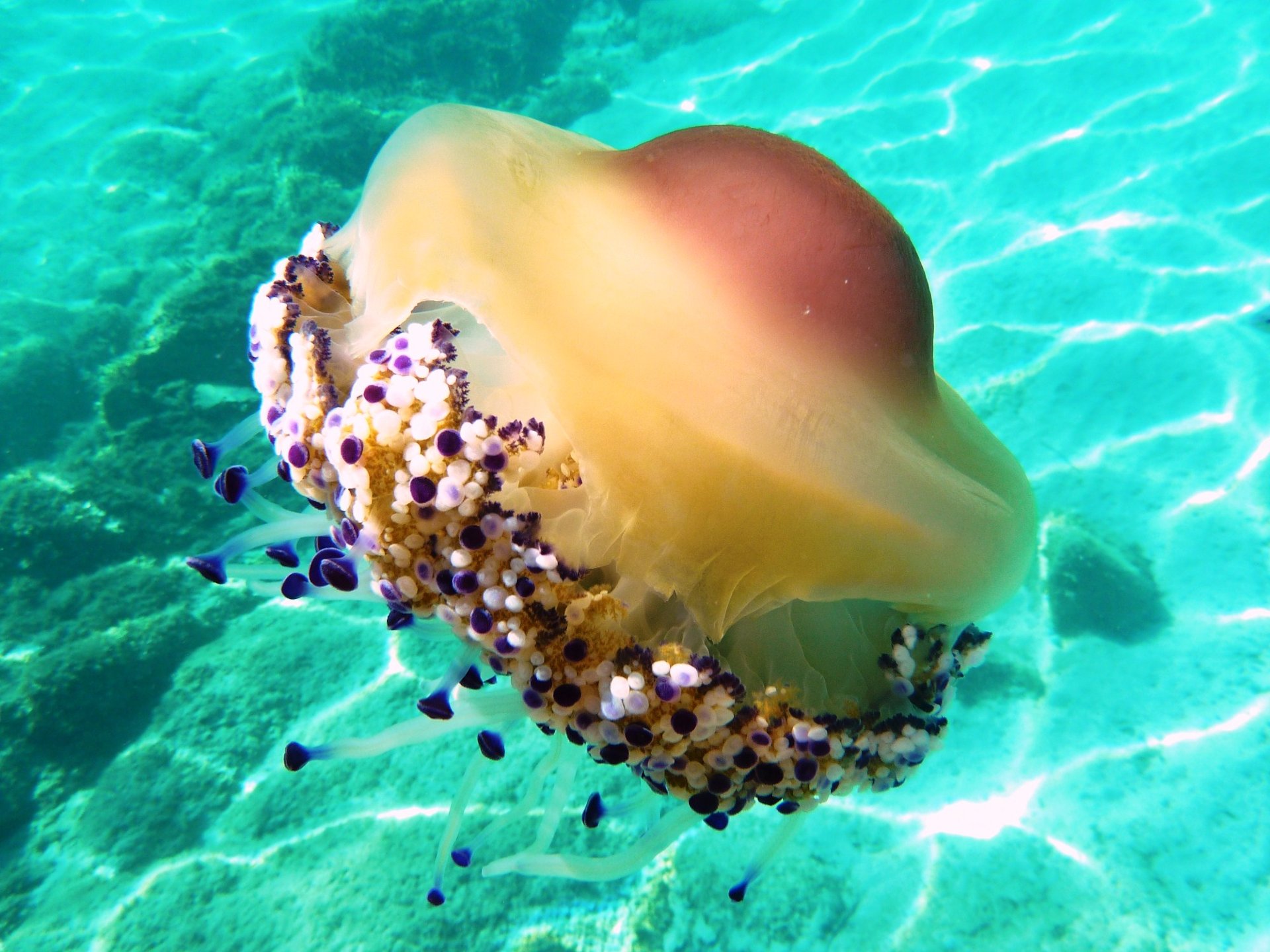From Olbia: dinghy tour with snorkeling at Tavolara - Photo 8