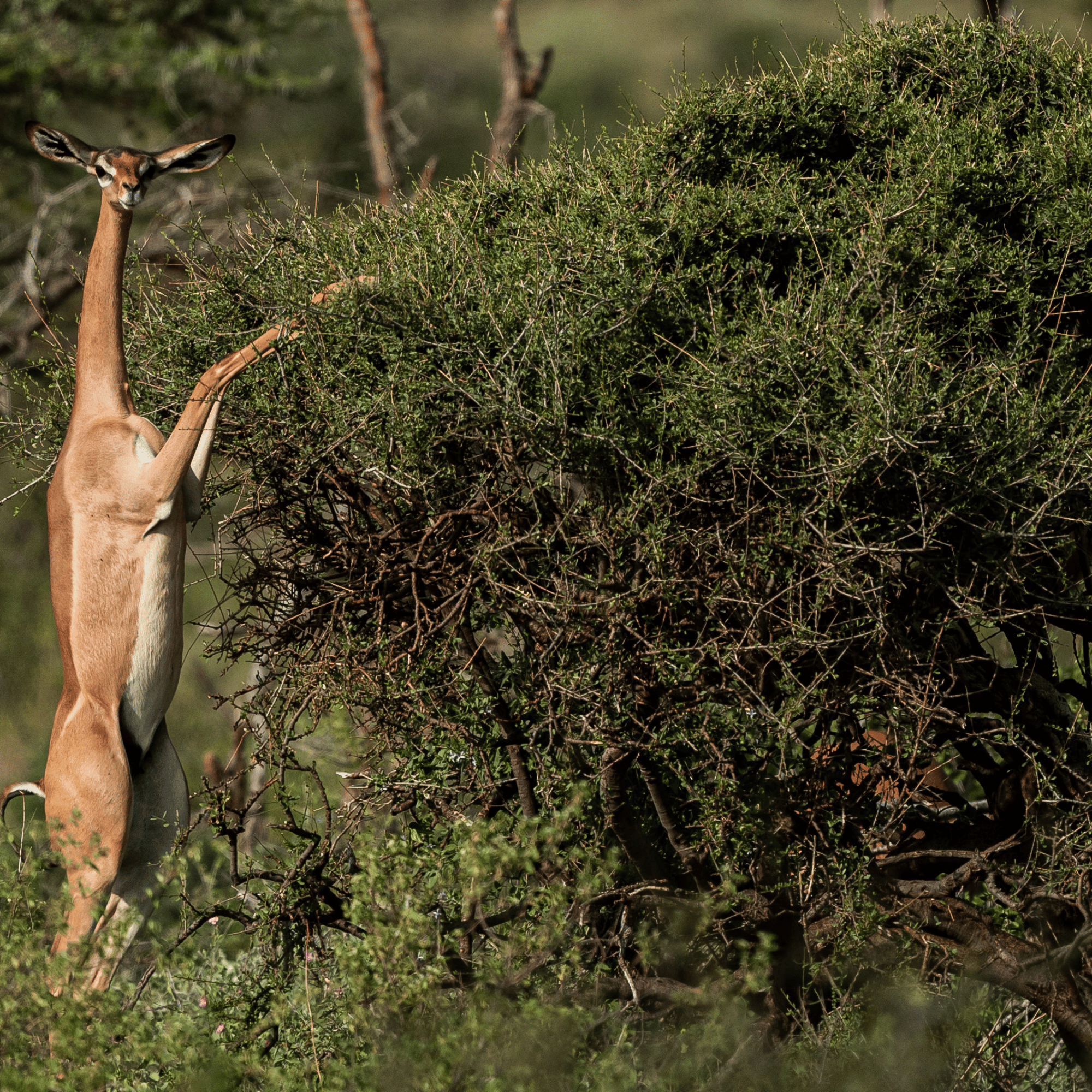 3-Day Samburu Private Safari from Nairobi – photo 6