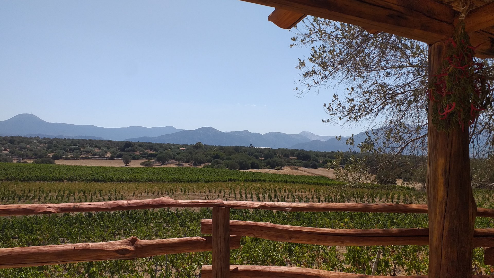 Dorgali: visit of a winery with tasting - Photo 8