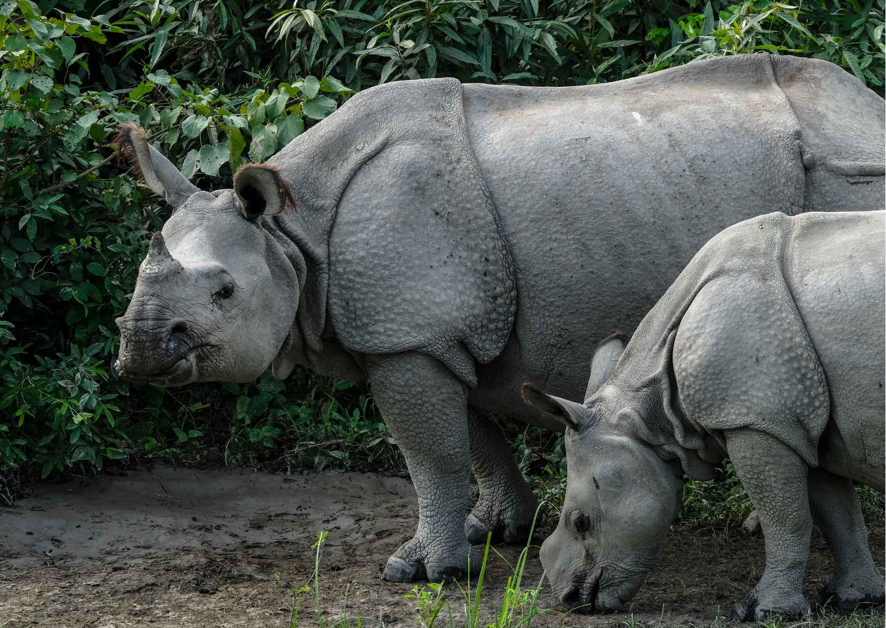 Day Trip to Kaziranga National Park (Guided Private Tour from Guwahati) - Photo 8