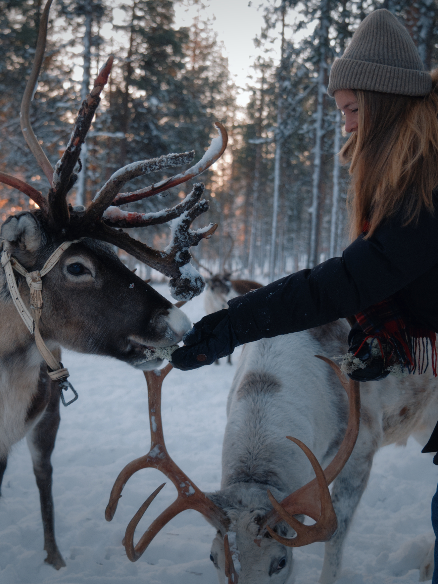 Authentic Reindeer Farm Visit & Feeding Experience with Local Guide in Levi Authentic Reindeer Farm Visit & Feeding Experience with Local Guide in Levi