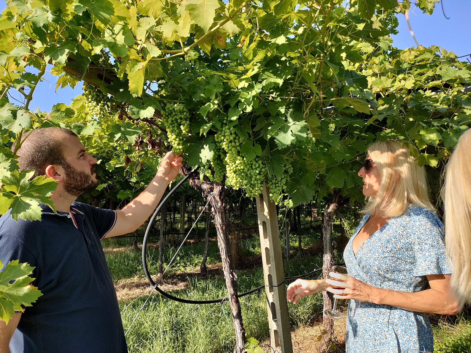 Vineyard tour and tasting of Garda Wines in Cavaion Veronese - Photo 3