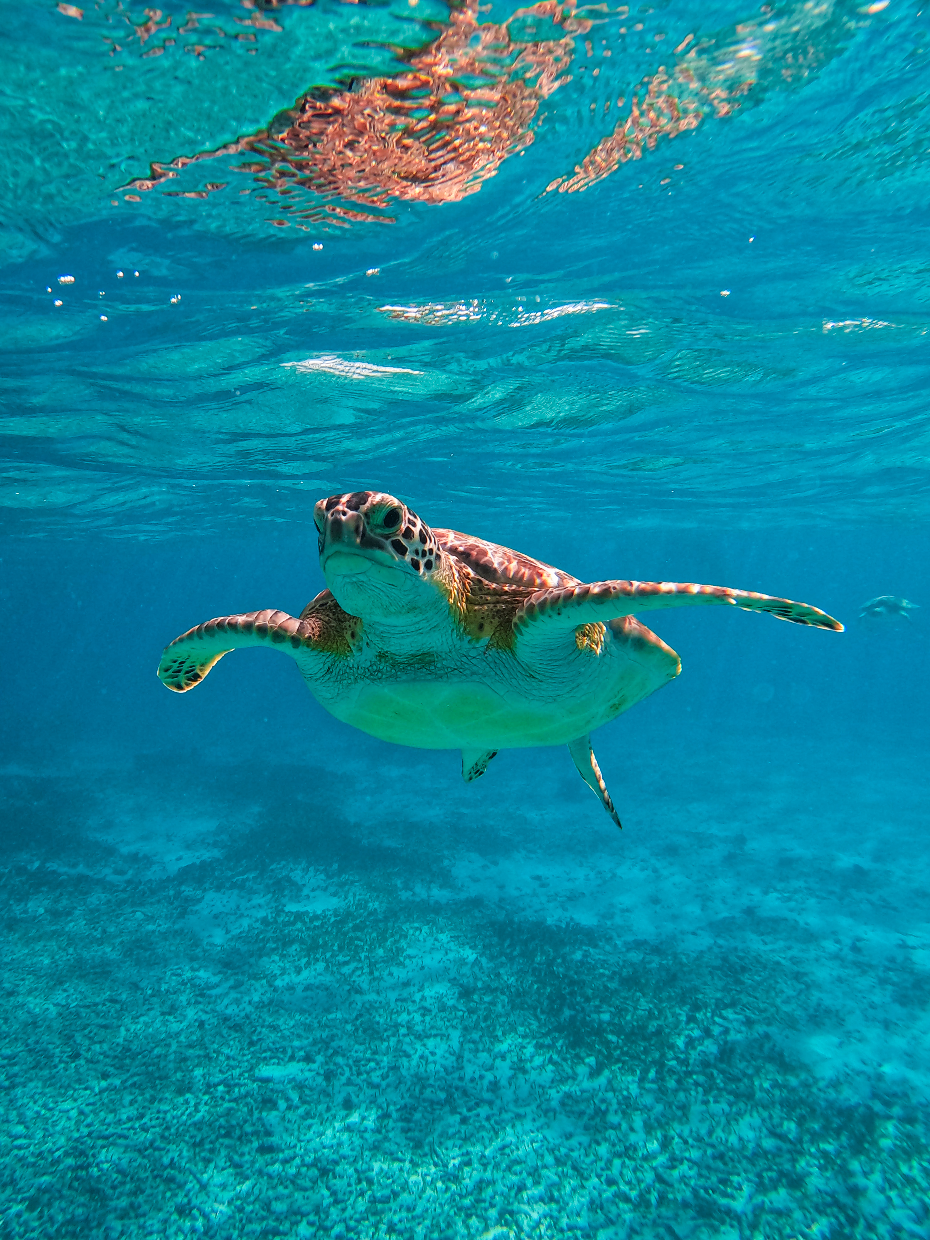 1.5 hours Snorkeling at Tulum's paradise reef — 66/92