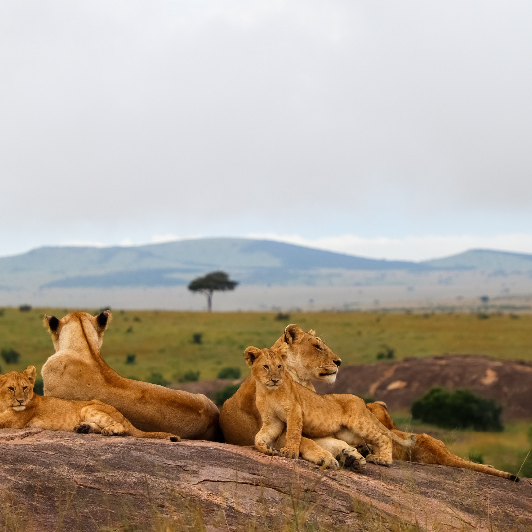 3-Day Private Masai Mara Safari from Nairobi – photo 6