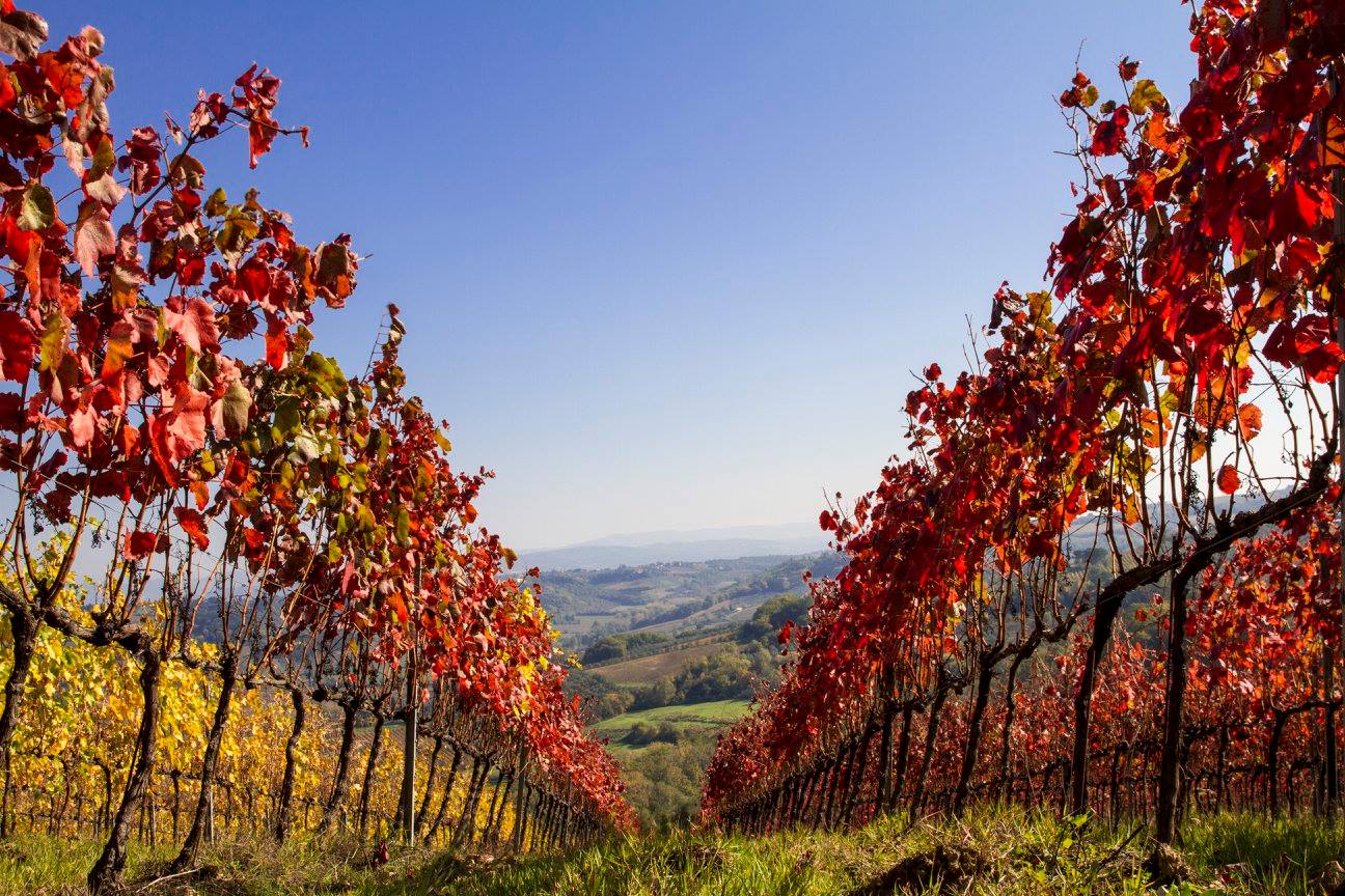 Tuscany Landscapes, Castels & Chianti Wine District - Photo 33