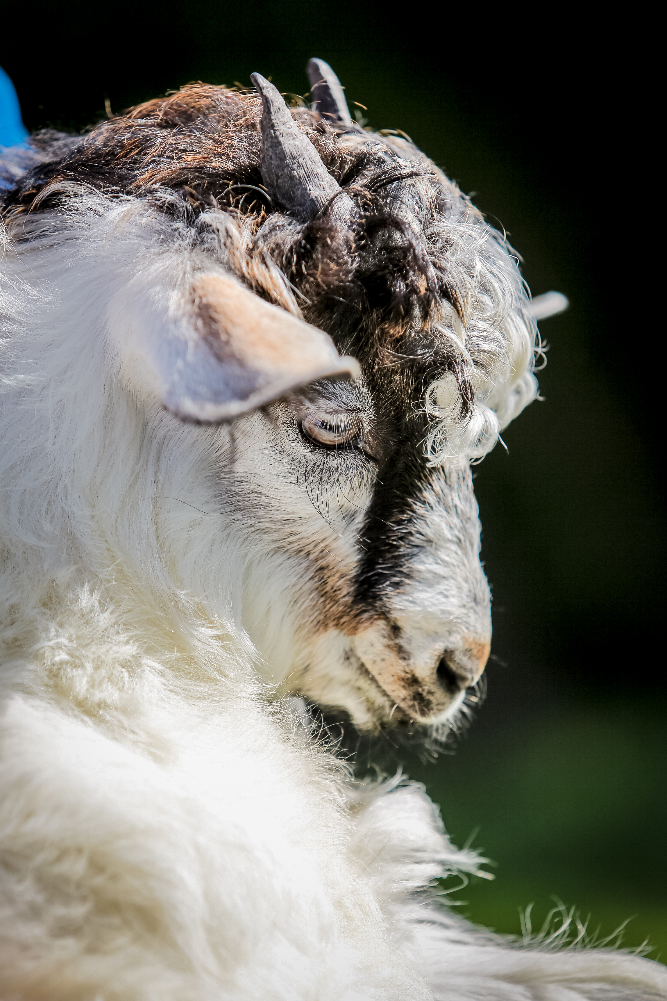San Leo Cashmere: Farm Experience - Photo 9