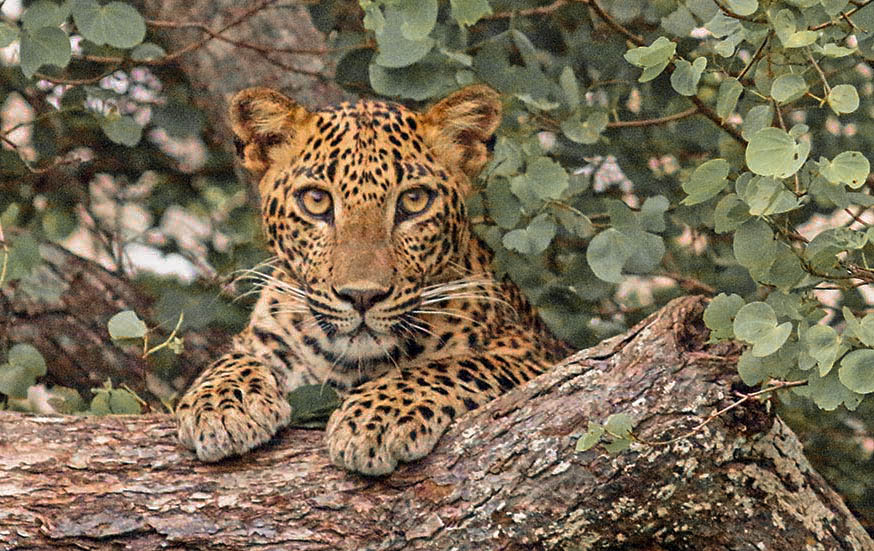 Lunugamvehera National Park Shared Safari