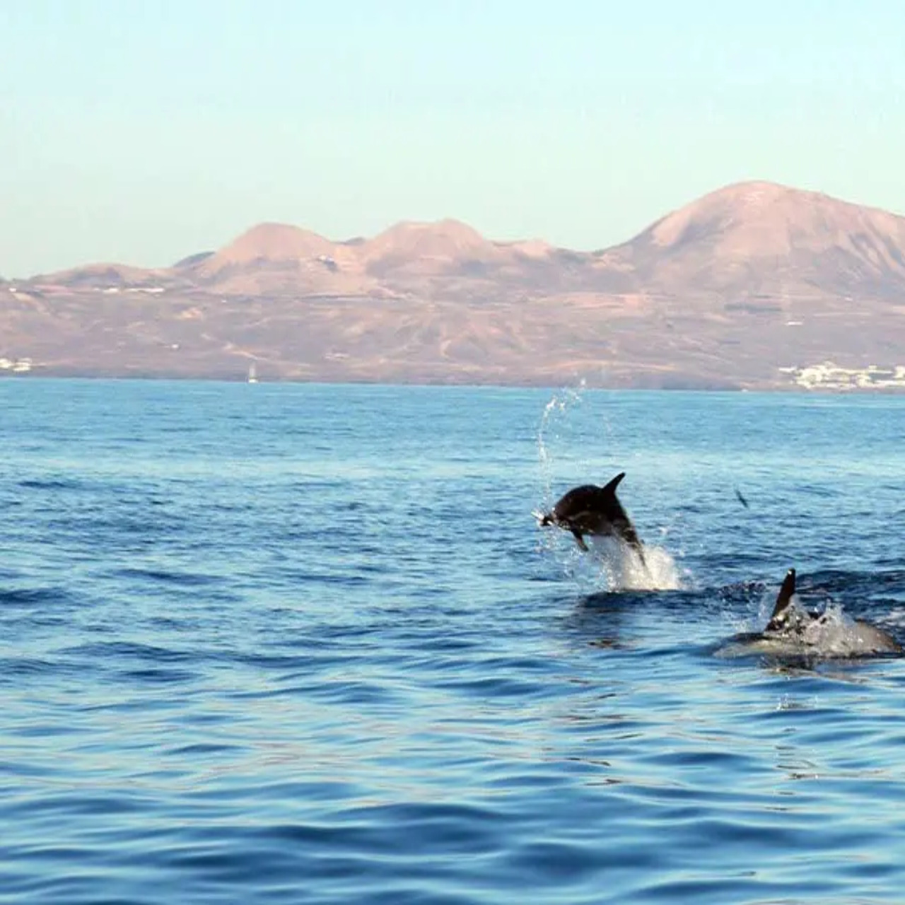 Avistamiento de Delfines al atardecer en lancha rápida