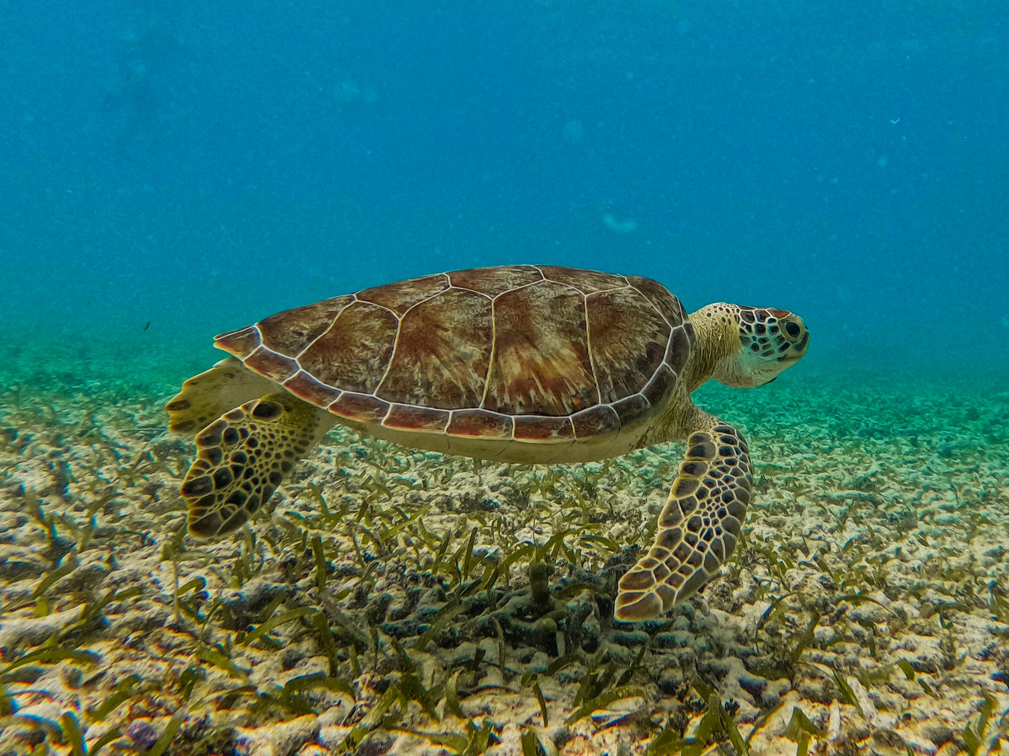 2 horas de Snorkeling en dos puntos del arrecife de Tulum — 32/78