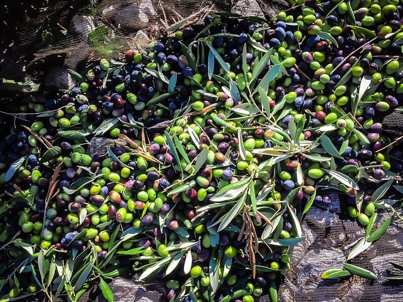 Discovering extra virgin olive oil - Photo 5