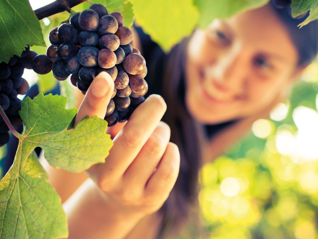 Tuscany Wine & Hills from Florence