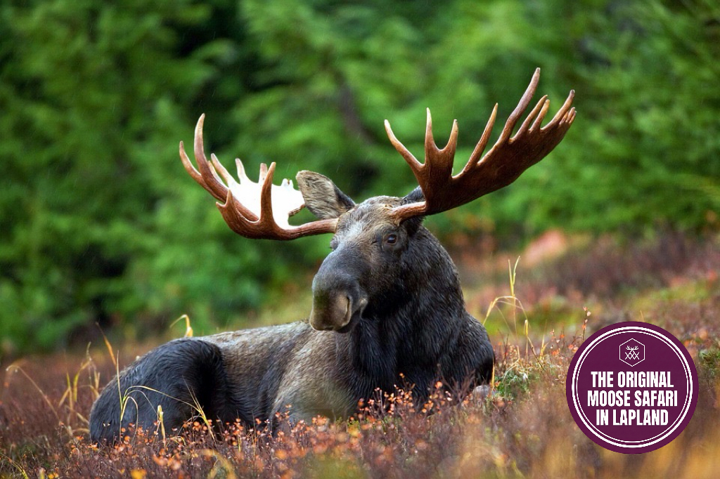Safari de alces: experiencia nocturna con vida salvaje