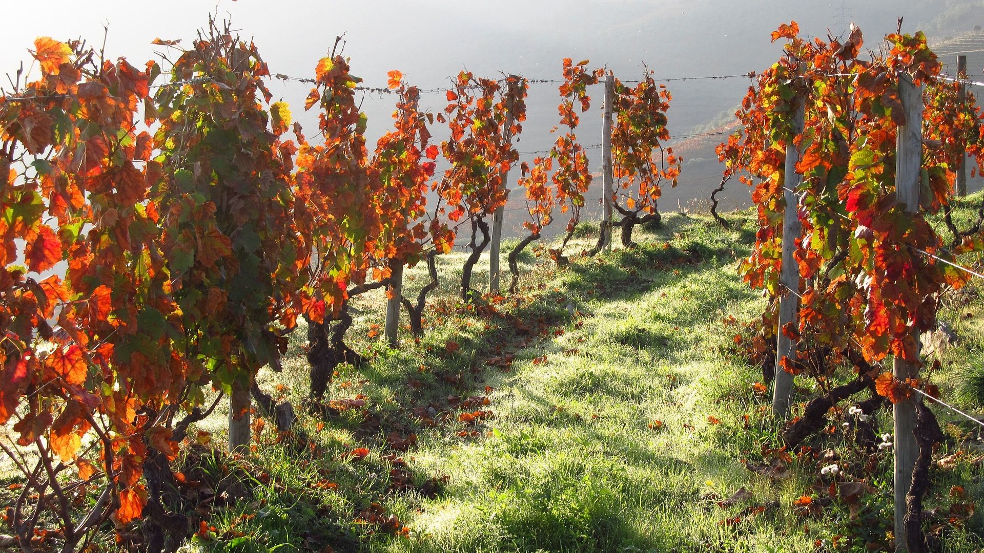 Douro Valley Small Group Tour with Wine Tastings, Lunch and River Cruise  - Photo 31