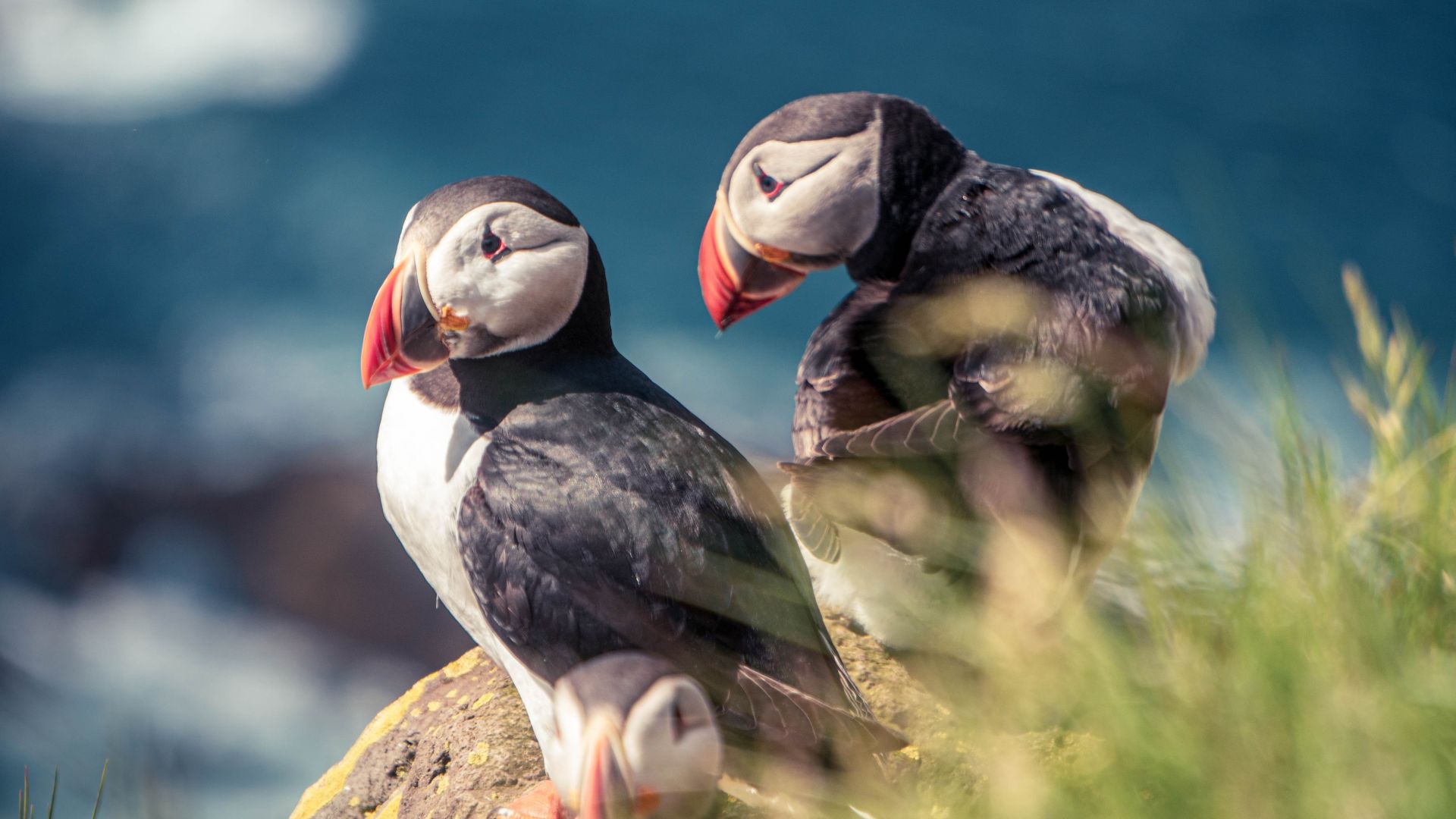  Puffins & Peaks: Borgarfjörður Eystri Tour from Seyðisfjörður Port - photo 5