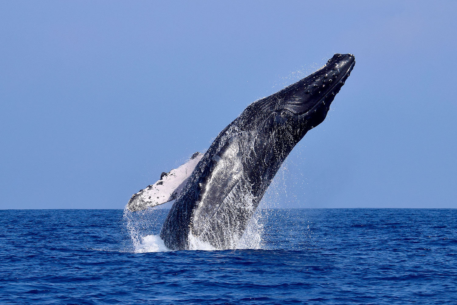 Tum-02: Avistamiento de Ballenas - Expedición Majestuosa de Ballenas
