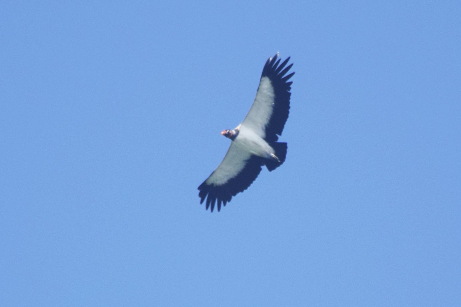 Expedición de observación de aves en Hacienda Ébano