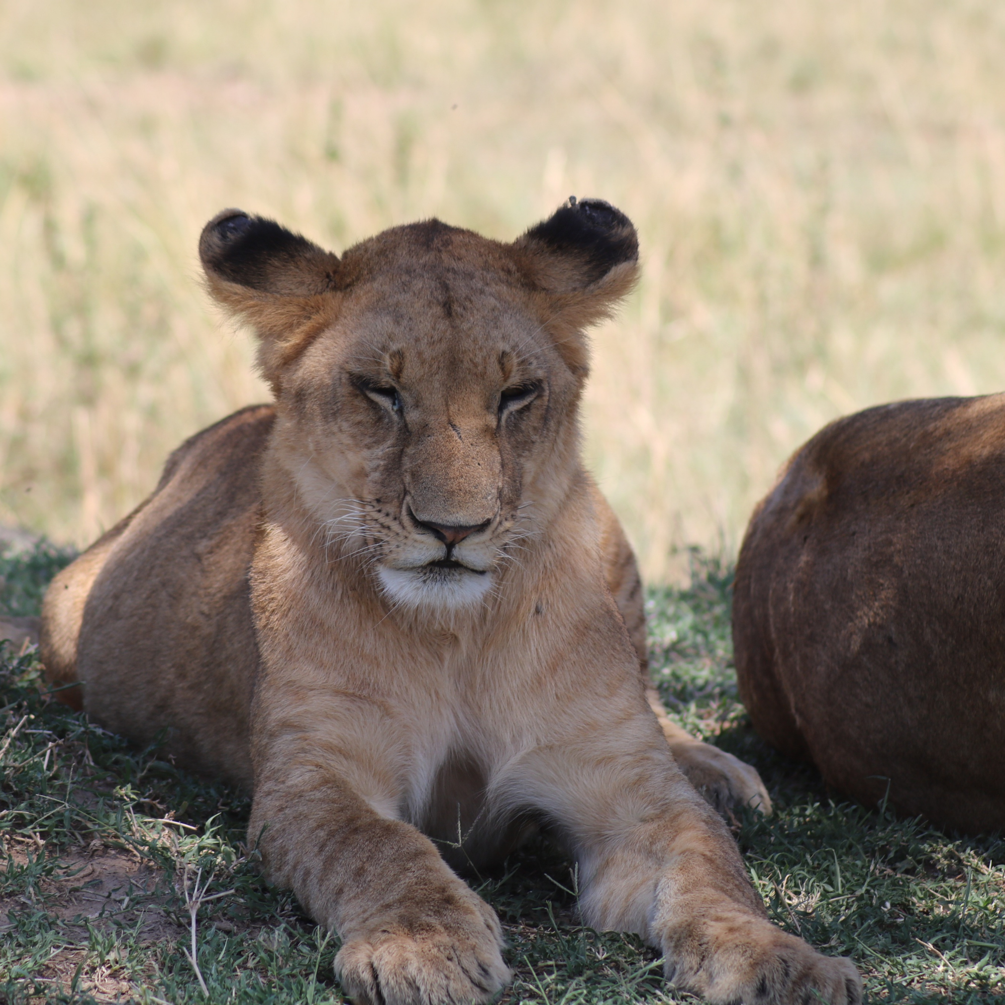 3-Day Private Amboseli Safari from Nairobi – photo 3