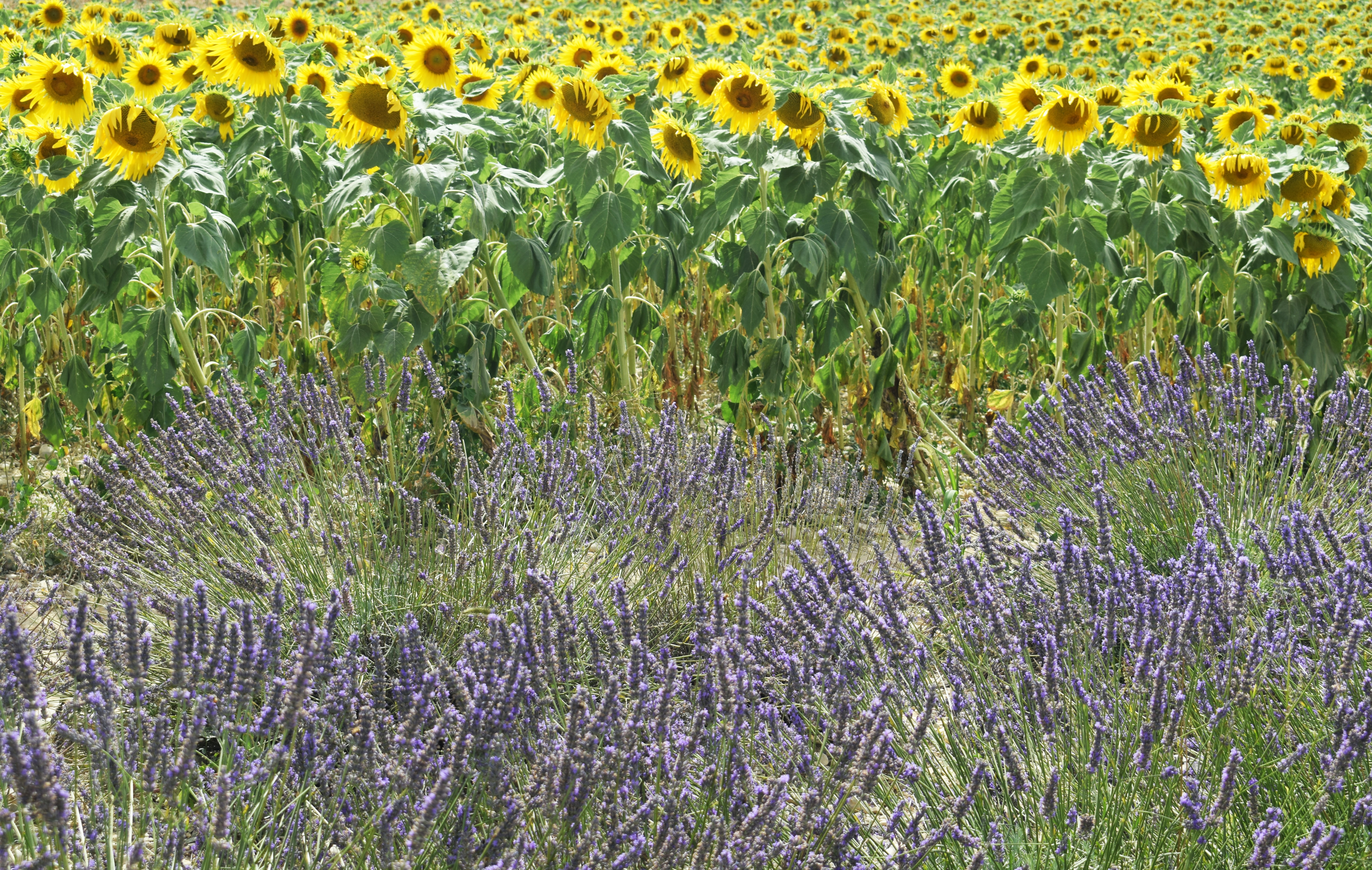 Live a real and unique experience in a lavender field - Photo 17