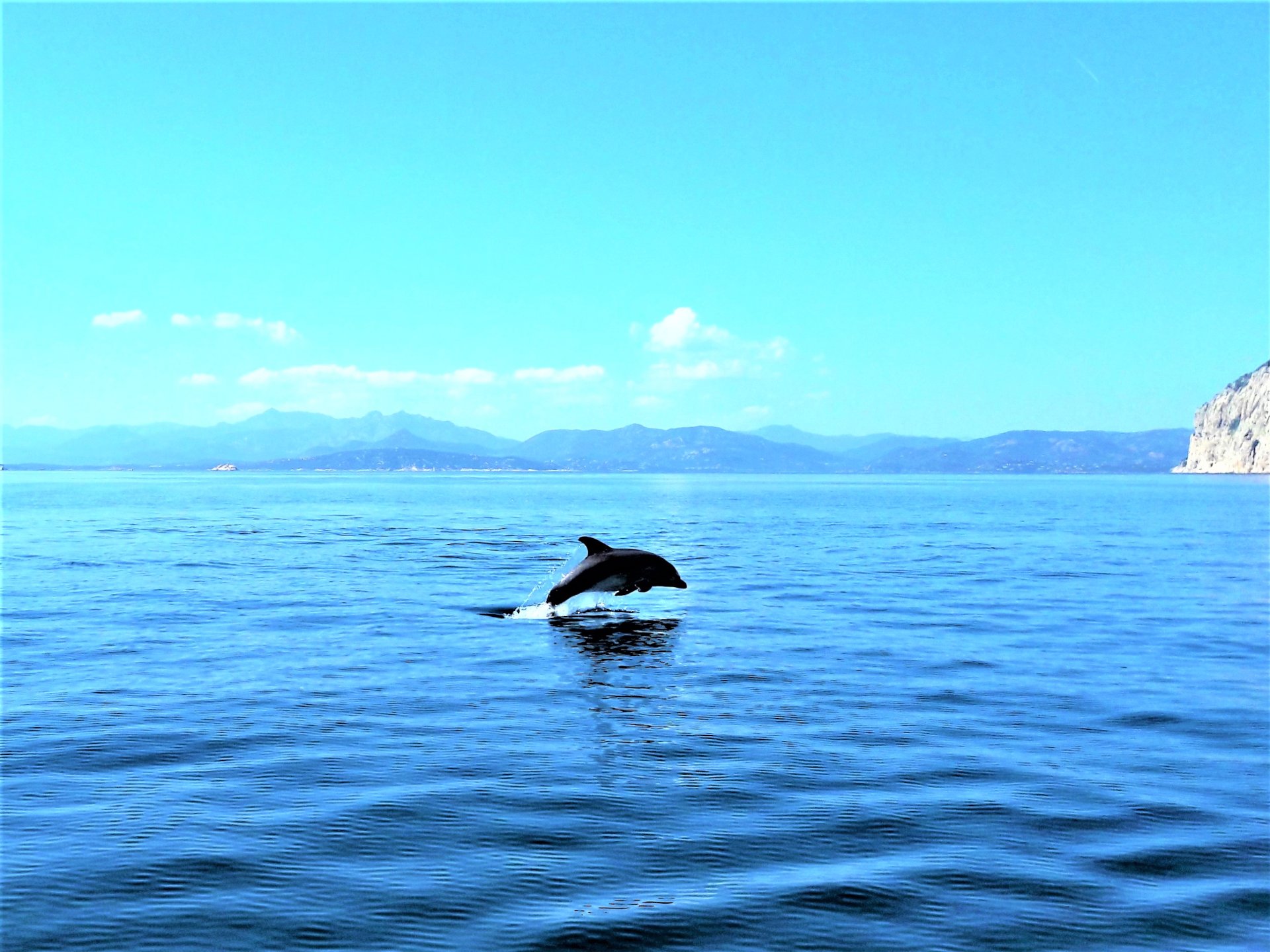 From Olbia: RIB tour to Capo Figari with dolphin sighting - Photo 12