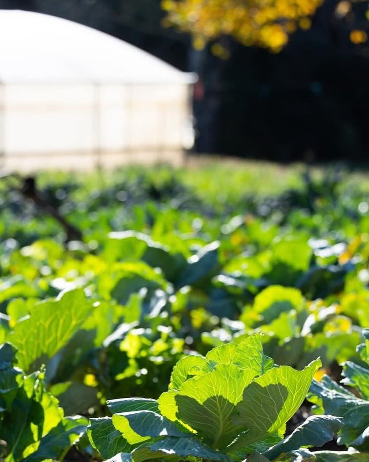 Unique Tirana: Communist History, Culture and Food Tour