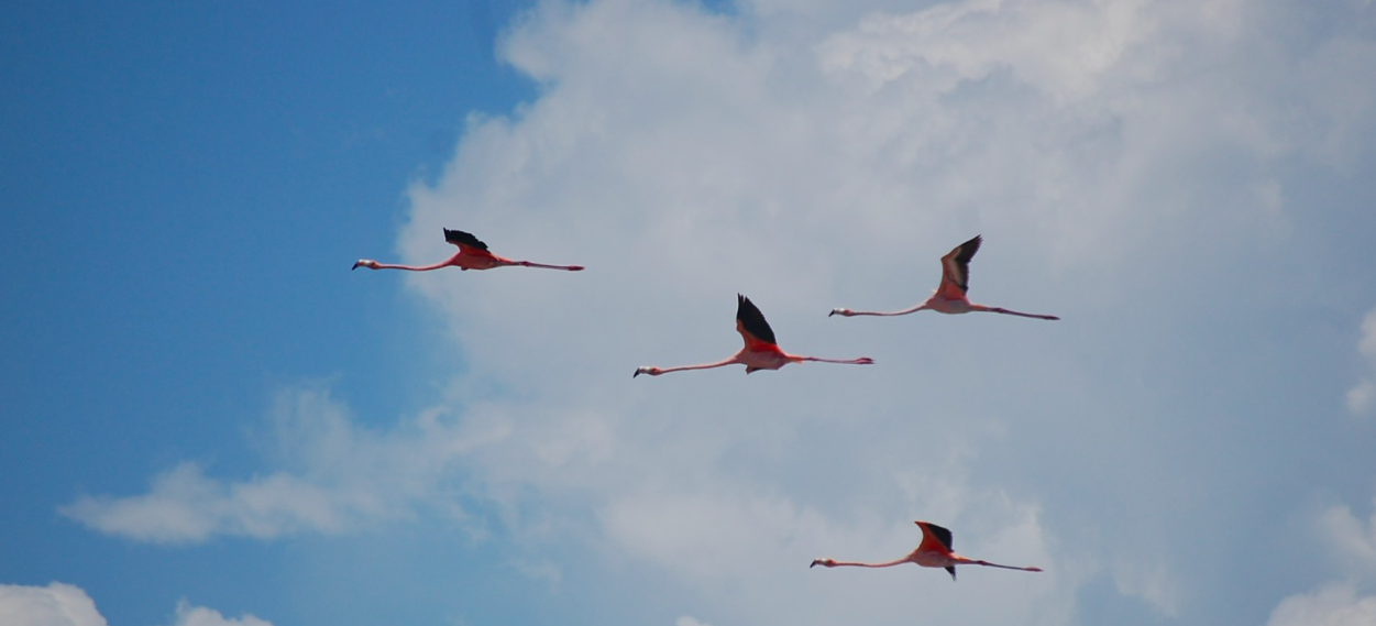 Hepsi Dahil Isla Contoy Lüks Özel Katamaran 51¨Leopard