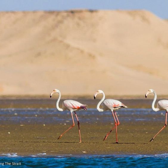 Parque Nacional de Souss Massa: visita guiada de medio día