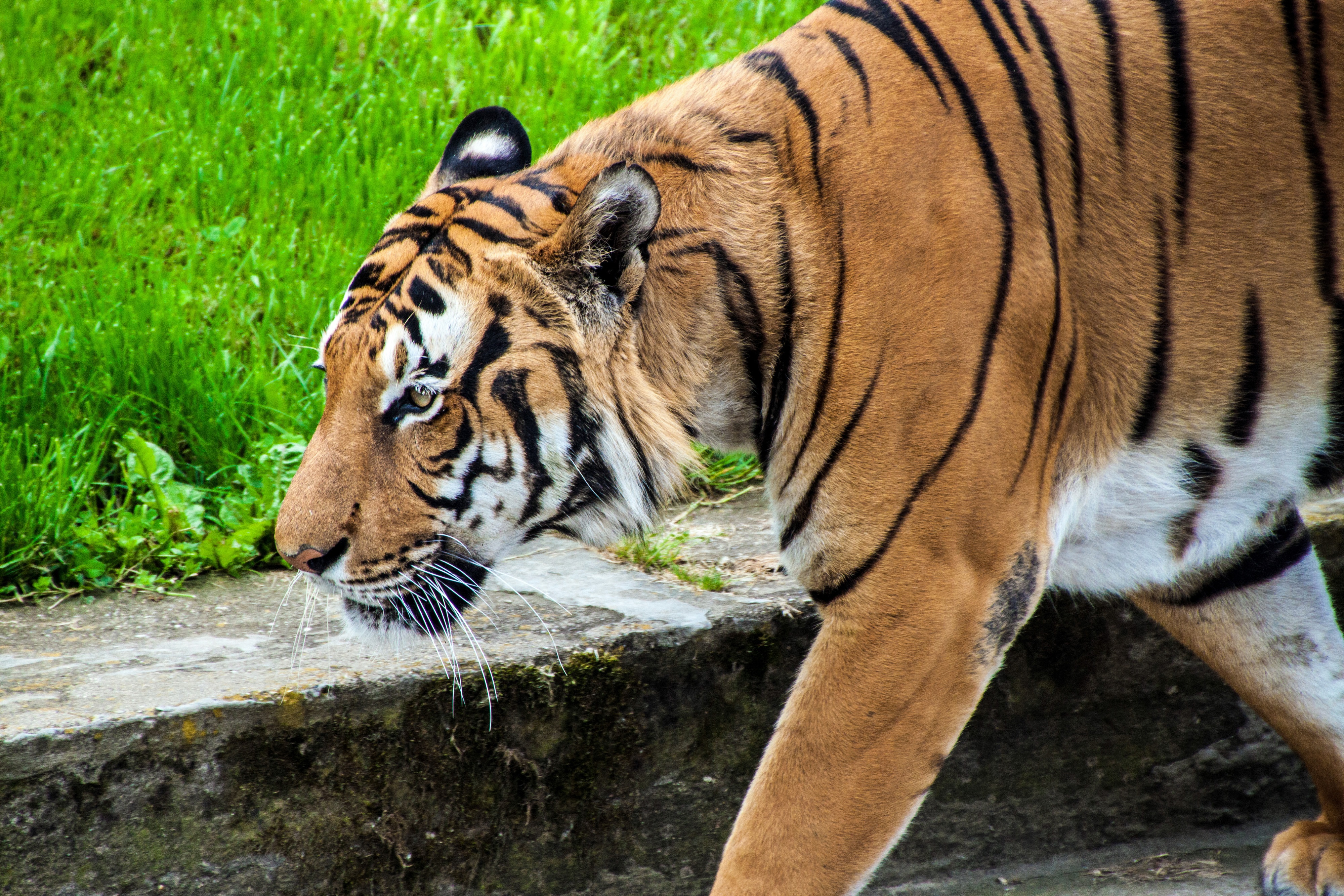 Boat to the ZOO with English Guide