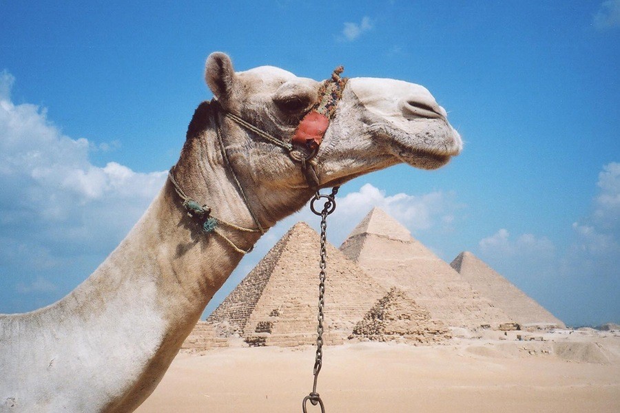 Sunrise Camel Ride,Giza pyramids and Sahara Desert Sunrise Camel Ride,Giza pyramids and Sahara Desert