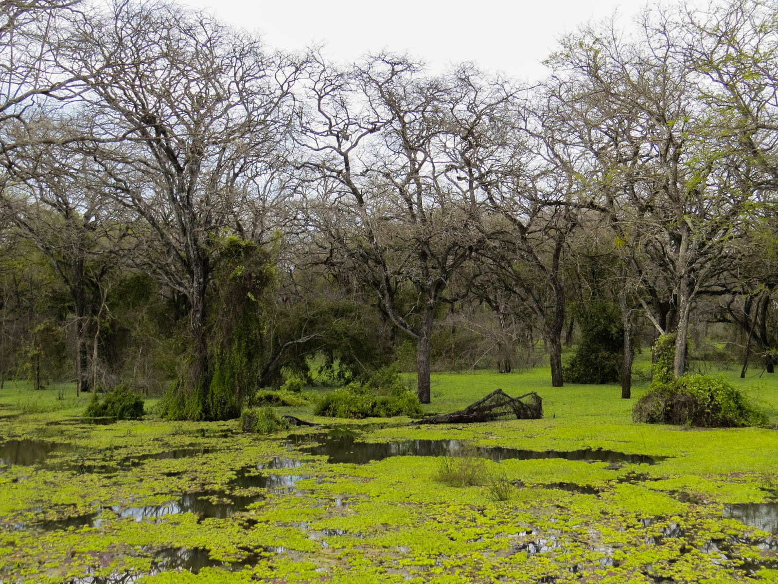 Lunugamvehera National Park Shared Safari