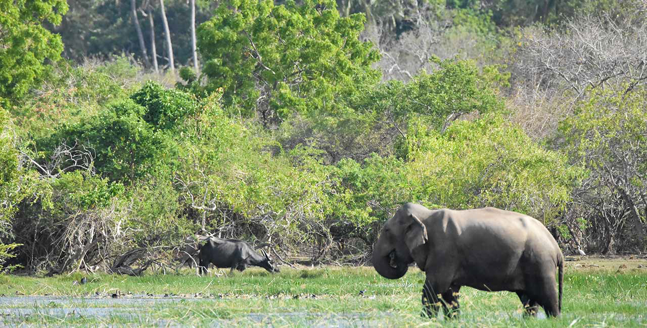 Kumana National Park Private Safari with Naturalist including Jeep