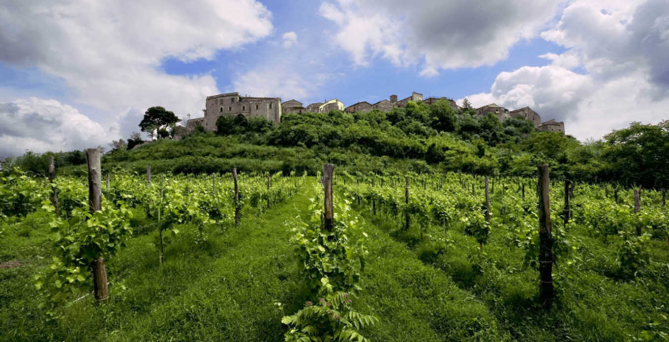 Irpinia: Wine tasting and guided tour - Photo 3