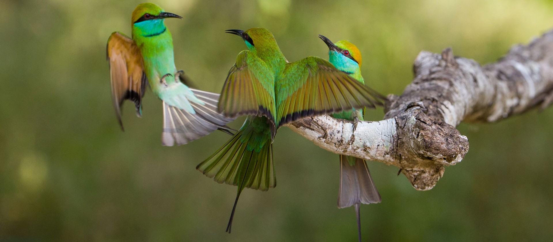 Birdwatching Boat Ride in Muthurajawela Marsh from Colombo