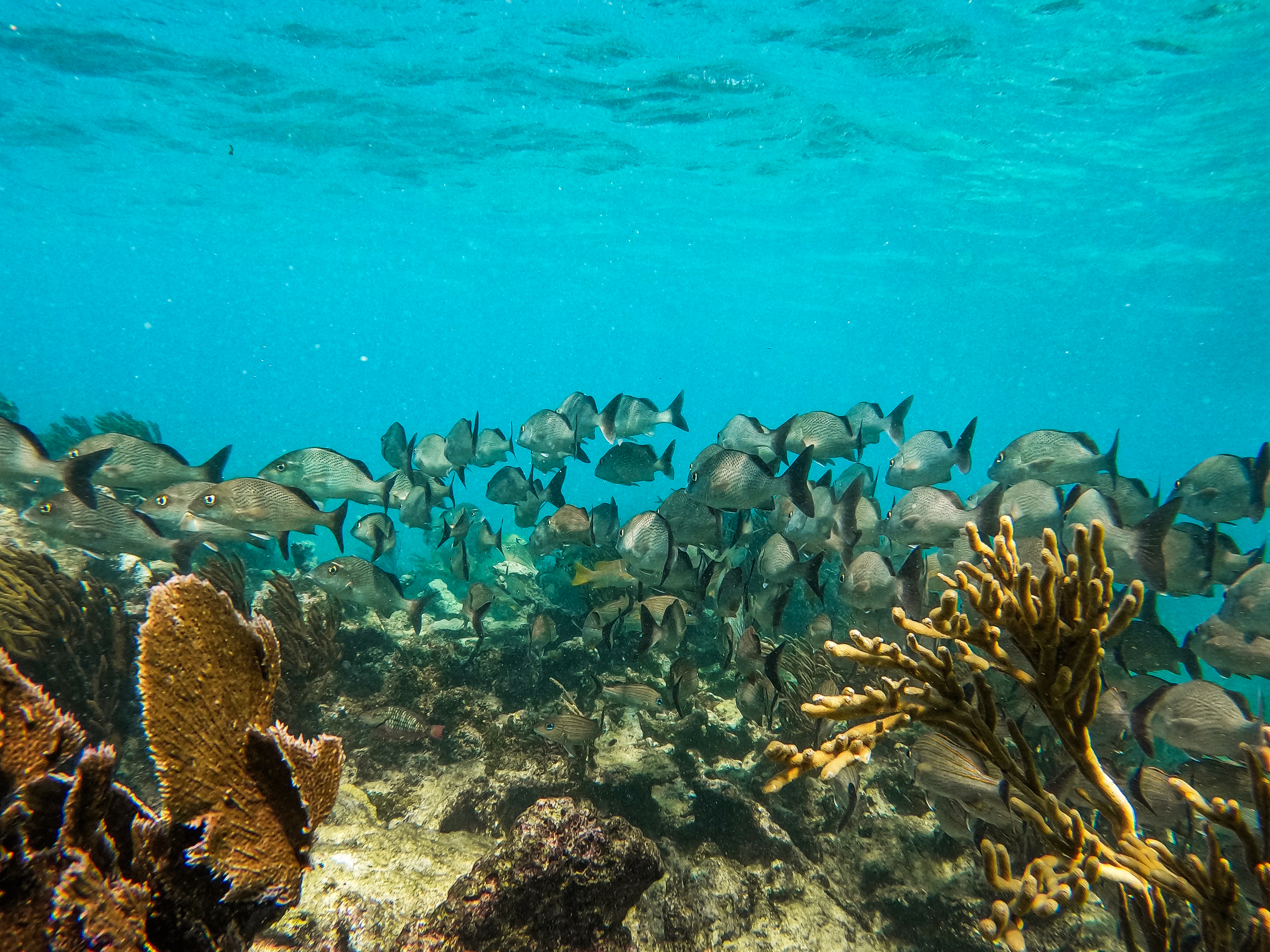 1.5 hours Snorkeling at Tulum's paradise reef — 25/92