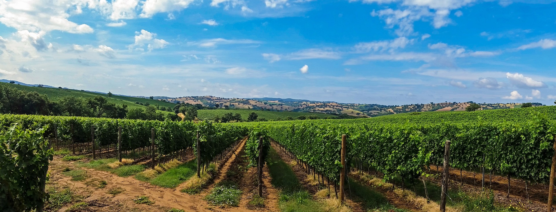 Walkin' the Wine! Stroll around the suggestive Tuscan vineyards & Wine Tasting    - Photo 8