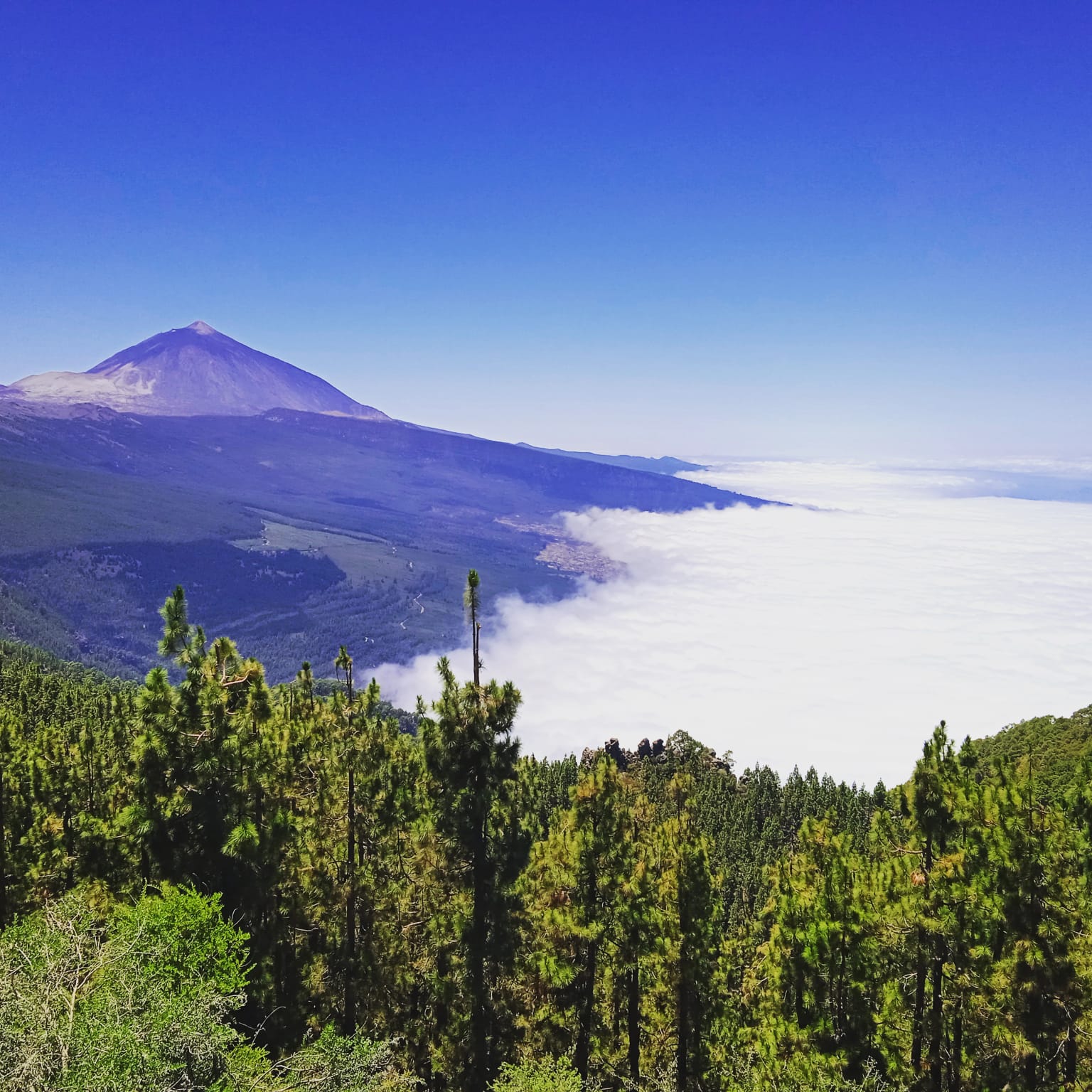Teide y Delfines, un día mágico! - Photo 8