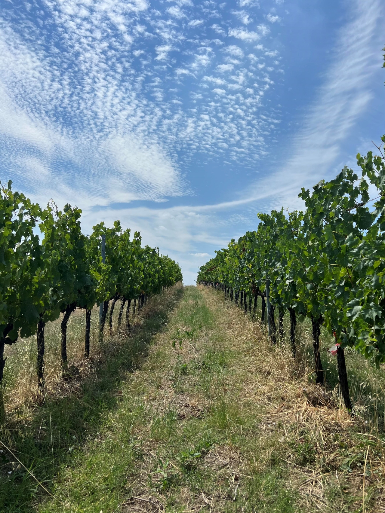 Discover Italian Wines: Exclusive 6 Wine Tastings at Tenuta La Viola - Photo 2