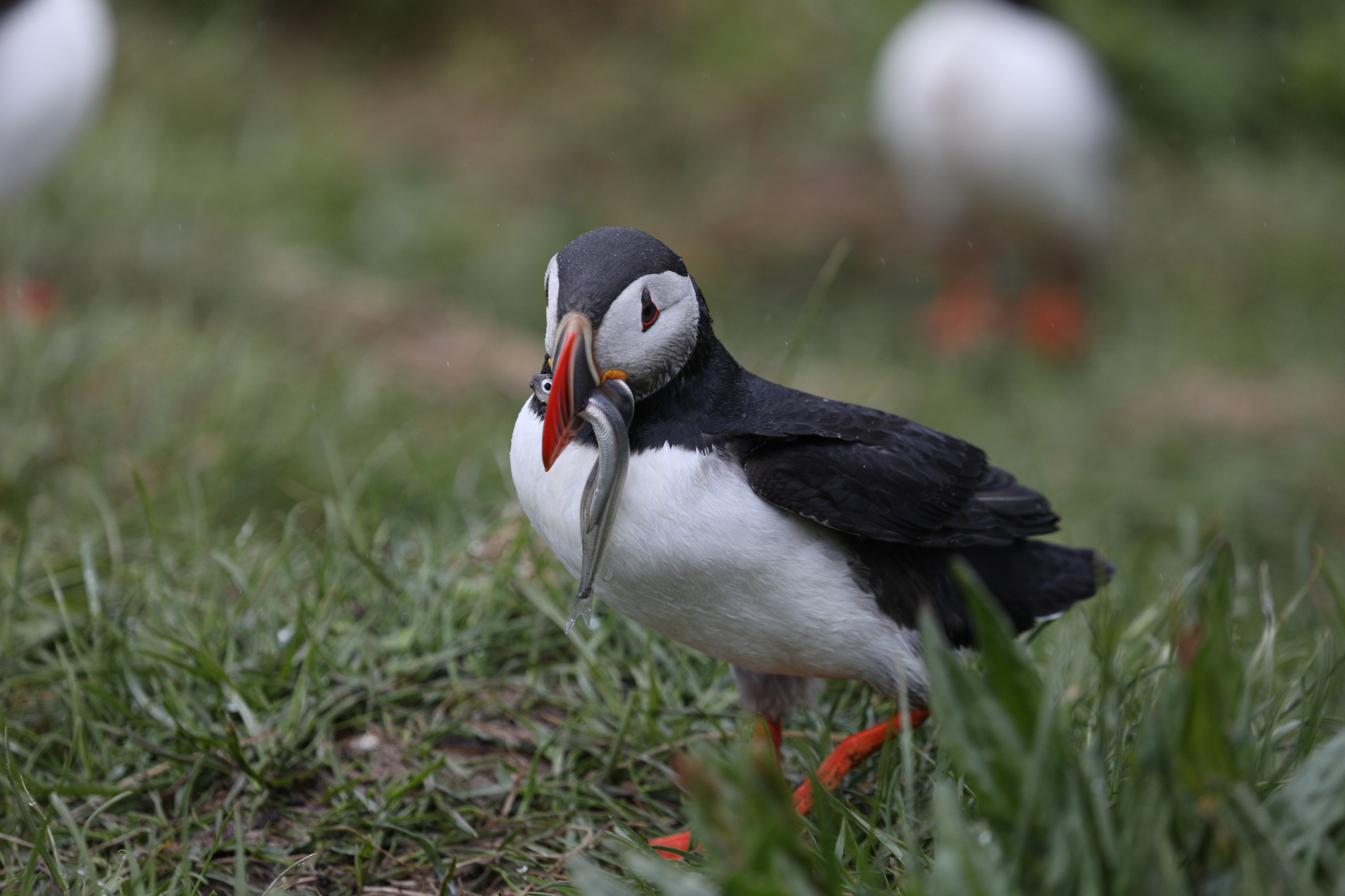 Private Super Jeep with driver guide, fits 10 passengers - photo 15