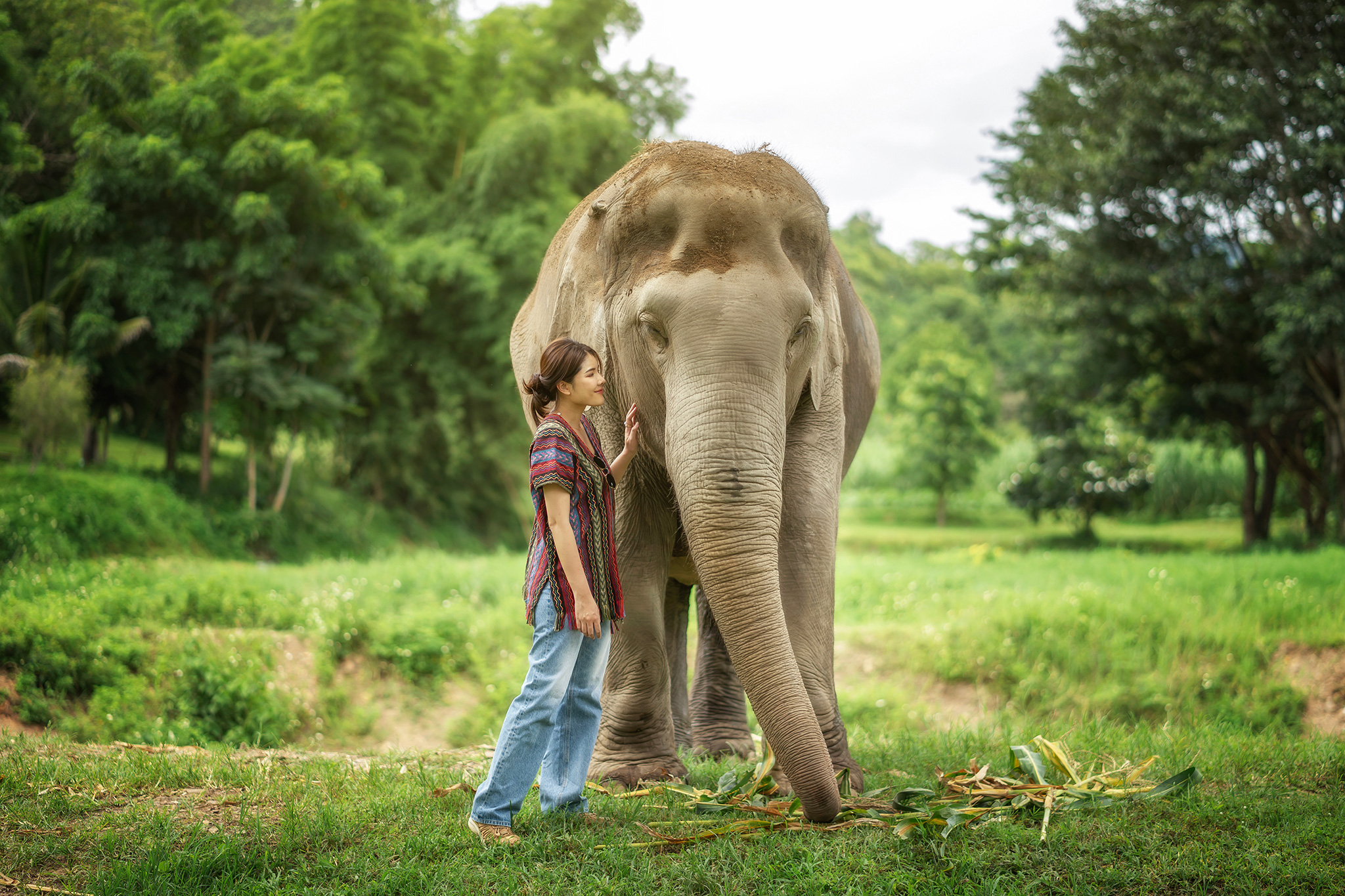 Chiang Mai: One Day Elephant Care 