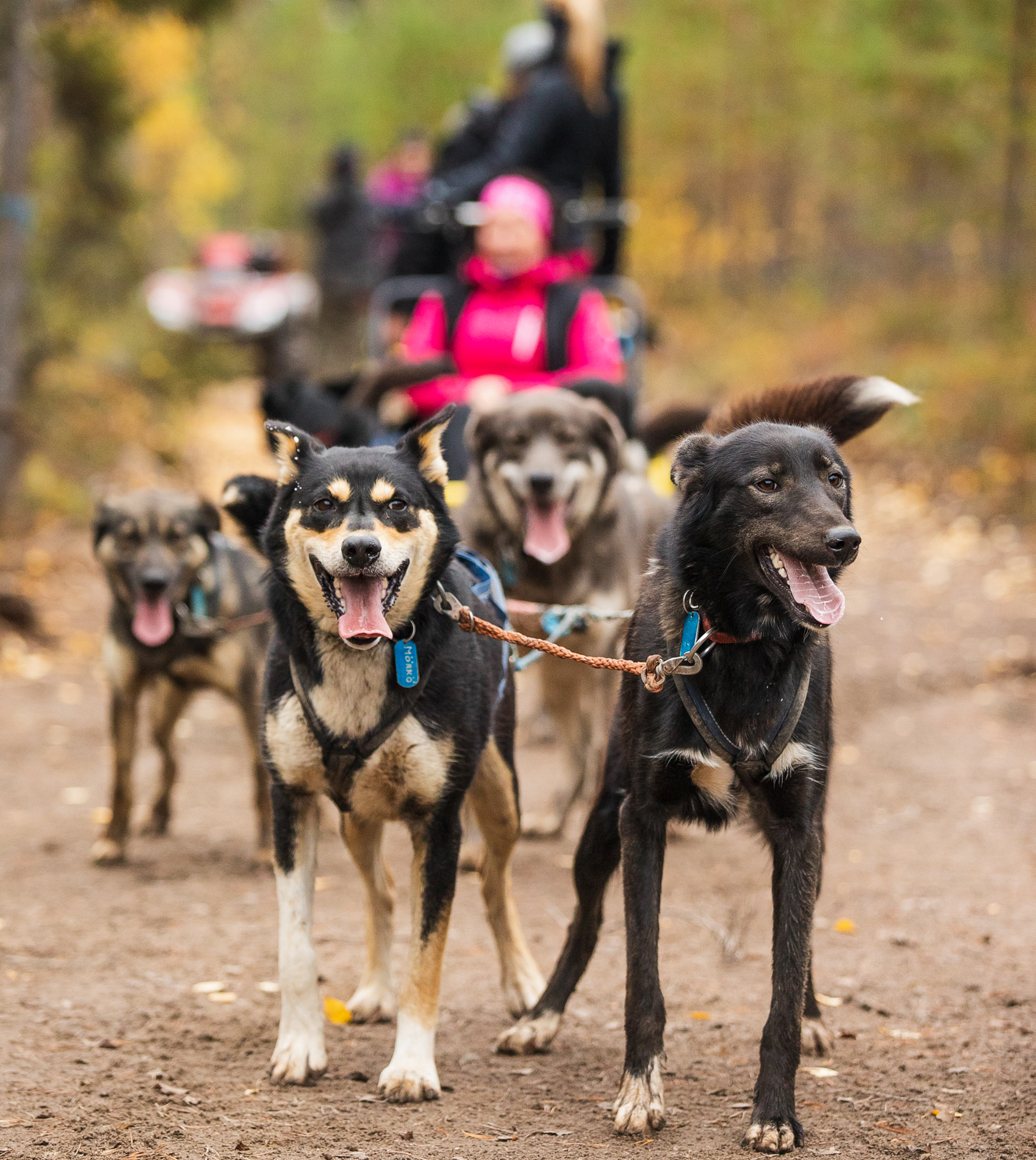 Husky Summer Adventure: Kennel Visit and Husky Ride - Rovaniemi – Image 3 | WeShare
