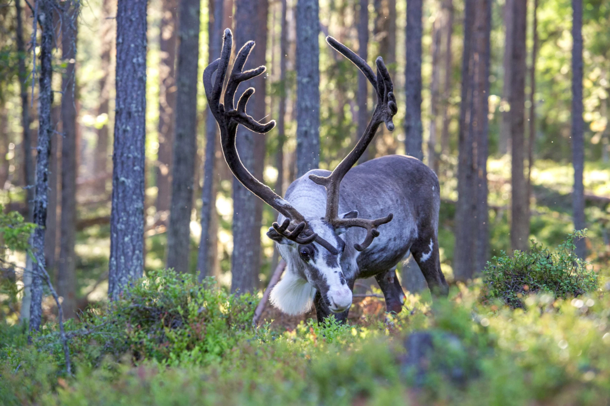 Full day Lapland Tour, with lunch and dinner – Image 3 | WeShare
