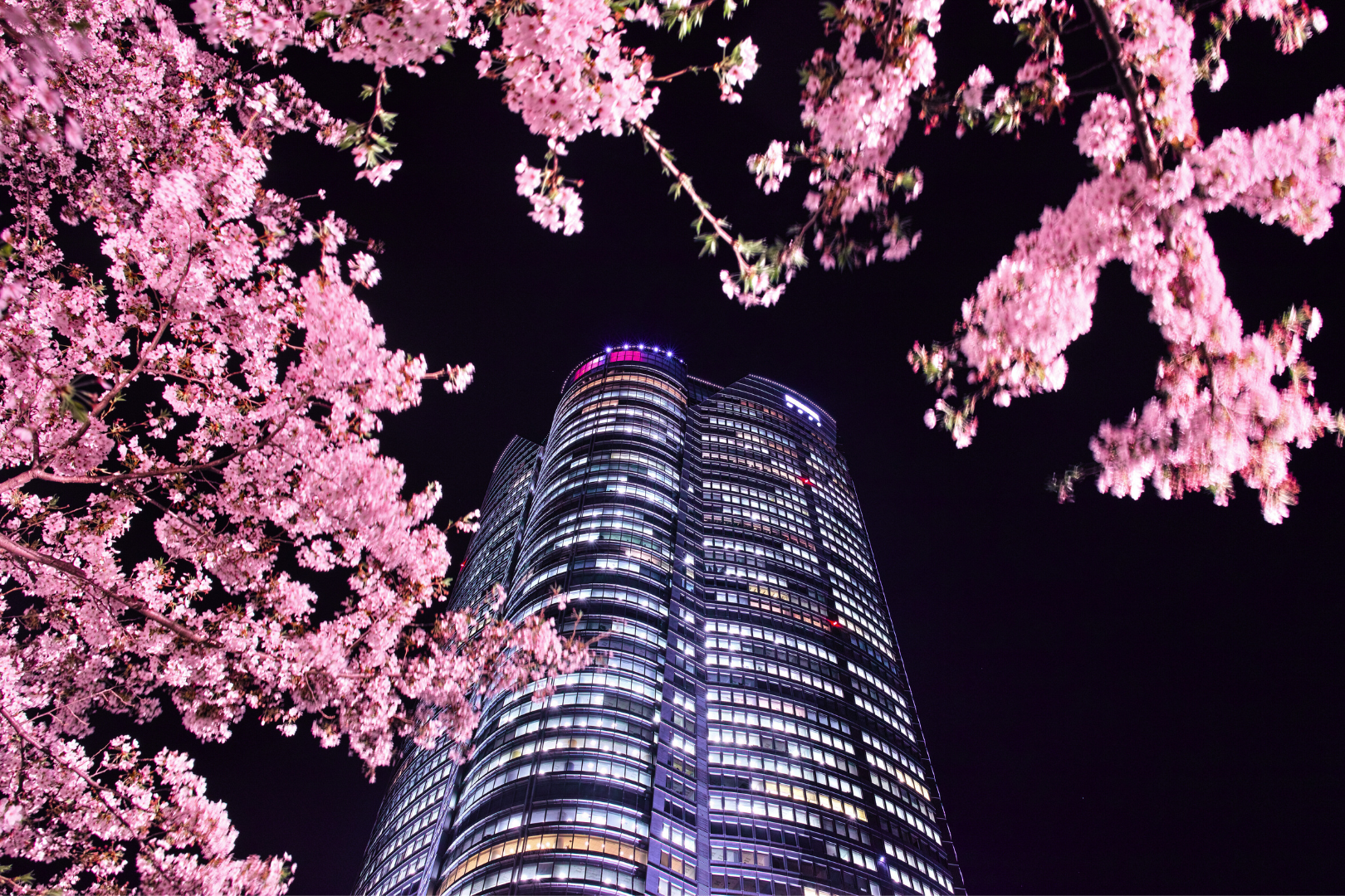 Tokyo Layover | Classic Night View Tour- Roppongi hills & Shibakoen