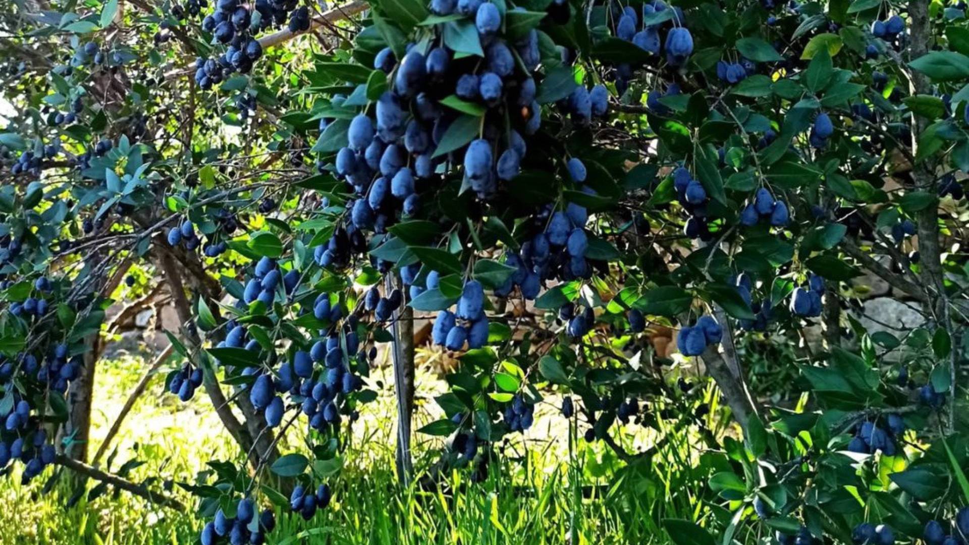 Olbia: visit a myrtle-making factory with tasting - Photo 5