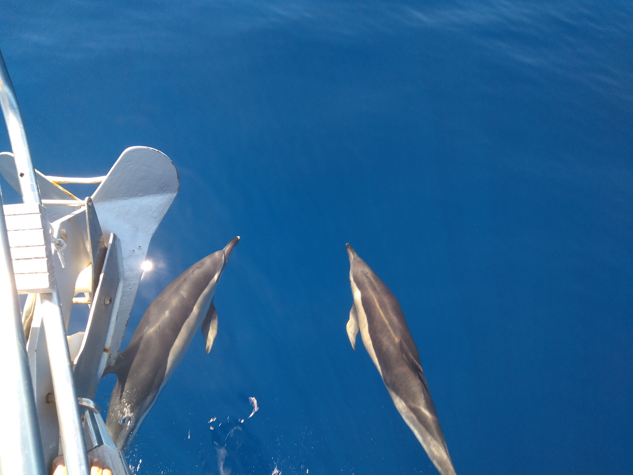 Teide y Delfines, un día mágico! - Photo 15