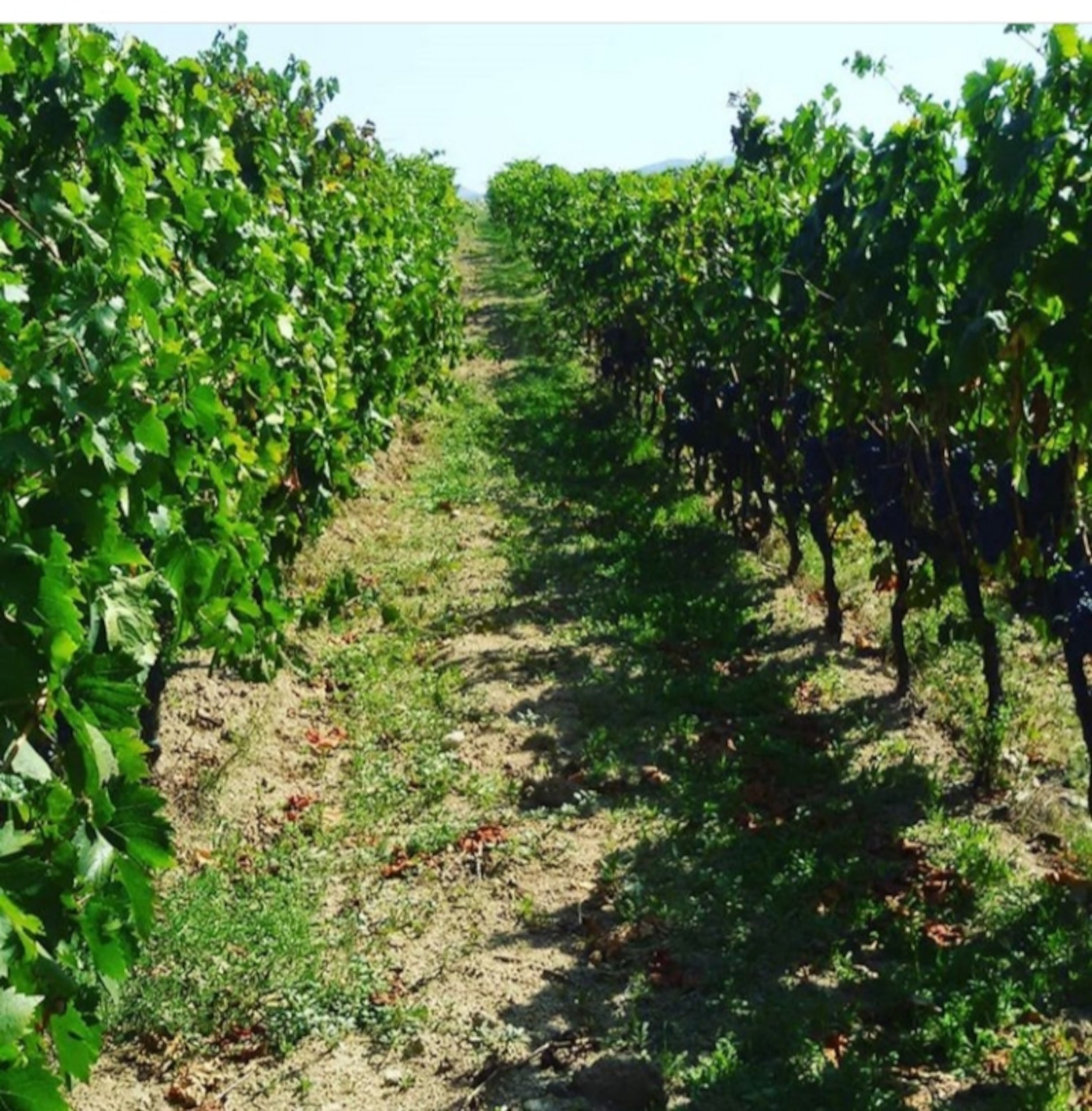 Dorgali: visit of a winery with tasting - Photo 11