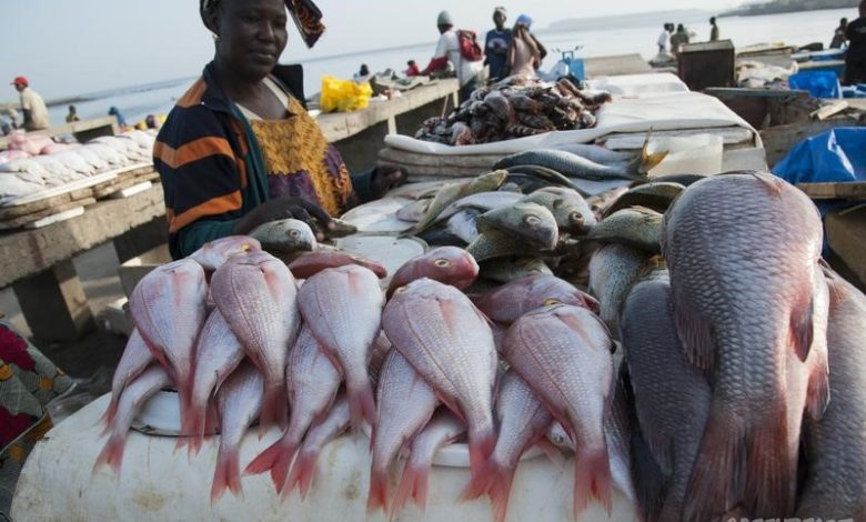 Visita al mercado pesquero local, pueblo de Tumbe: pesca diaria de Pemba