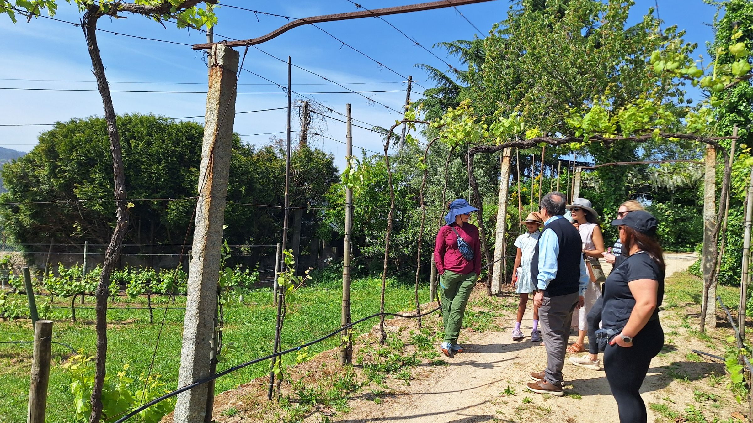 Private Paiva Walkways, 516 Bridge and Wine Tasting Tour - Photo 7