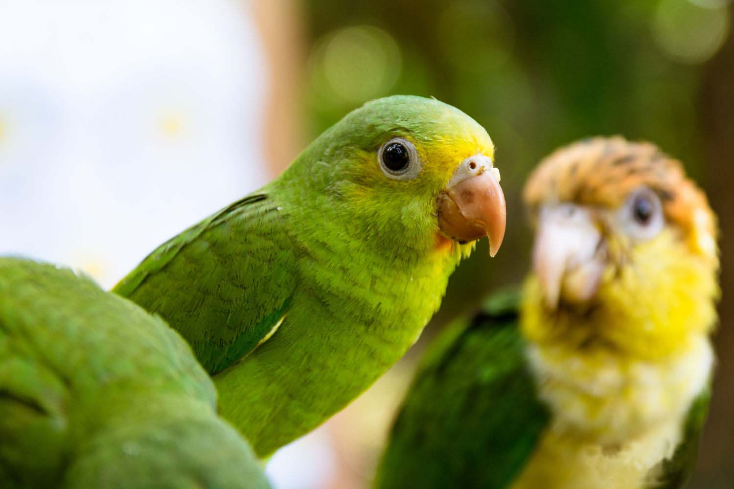 Pmal-04 : Macaw Büyüsü: Tambopata'nın Killi Yalağında 3 Gün