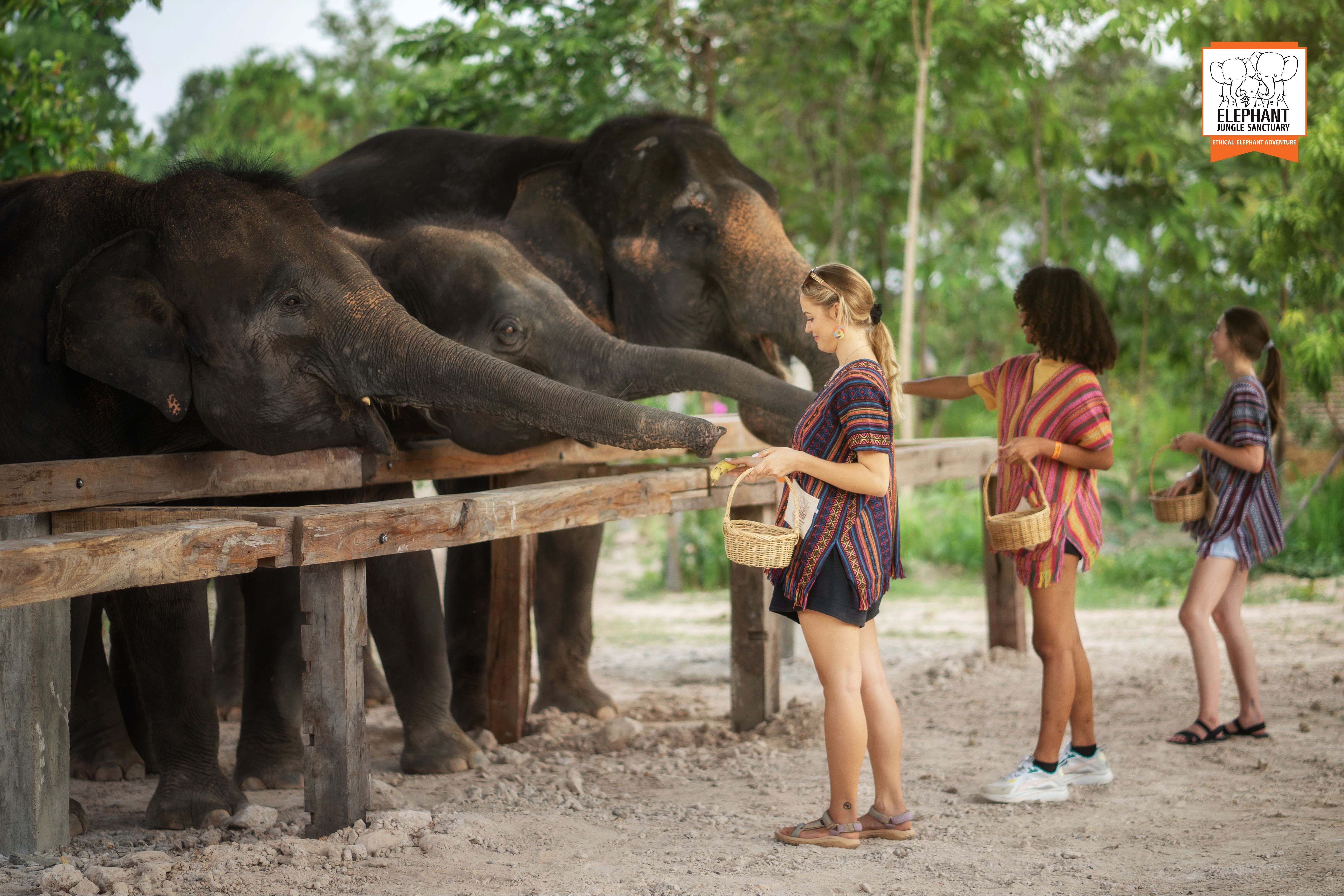 Chiang Mai: Feed Me Experience